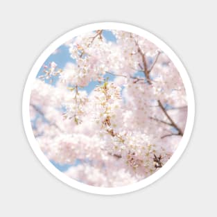 Japanese Cherry Blossom Photo, Atmospheric Sakura Blossom Close-up Magnet